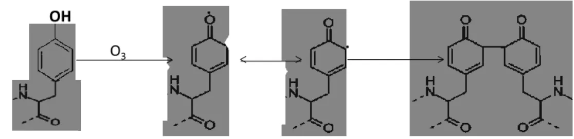 Fig. 1 Ozonização das proteínas (Bowler &amp; Crapo, 2002) 