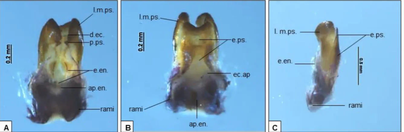 FIGURA 2: Complexo fálico de Argizala brasiliensis (26INAU) em vista ventral (A), dorsal  (B) e lateral (C)