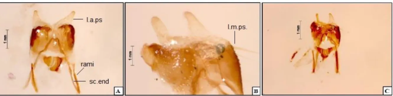 FIGURA 7: Genitália masculina de Hygronemobius palus n. sp. (21INAU). A - vista ventral; 