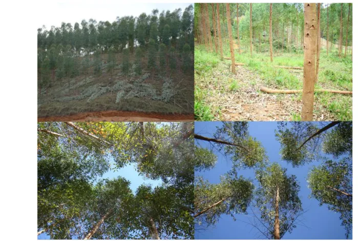Figura 8 – Detalhe da cobertura florestal antes (esquerda) e após (direita) o desbaste de 50% 