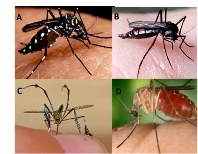 Figura 1: Mosquitos vetores de arboviroses no Brasil. A)  Aedes sp.; B) Haemagogus sp.; C)  Sabethes sp