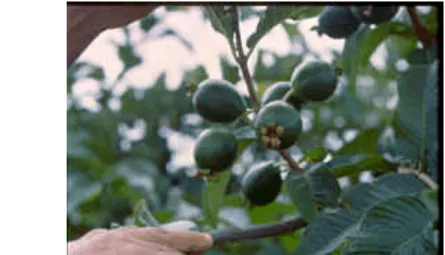 Figura 3: Aspecto da frutificação em dicasio. 