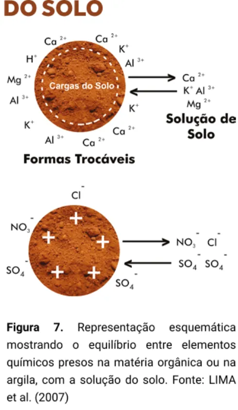 Figura 7. Representação esquemática  mostrando o equilíbrio entre elementos  químicos presos na matéria orgânica ou na  argila, com a solução do solo