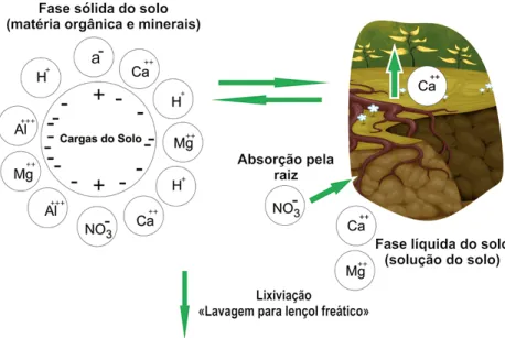 Figura 8. Nutrientes retidos (“presos”) na argila, na matéria orgânica e na solução do  solo e absorvidos pelas plantas (a- representa outros ânions no complexo de troca)