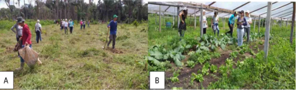Figura 2. Participação dos mestrandos da disciplina de Sistemas  Agroecológicos,  Mestrado em Agroecologia, no mutirão do Sul Orgânico, 21 de junho de 2019 em  Rorainópolis