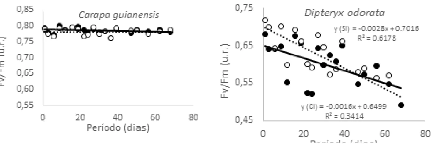Figura 3. Relação da eficiência quântica máxima do fotossistema II (Fv/Fm) em função do período de  avaliação (dias) de mudas de espécies arbóreas submetidas a tratamentos com e sem irrigação (CI e SI,  respectivamente)