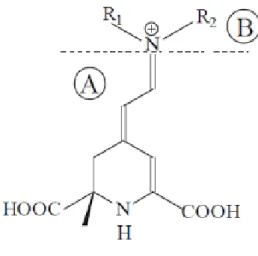 Figura 2: Estrutura química geral da betalaína. 