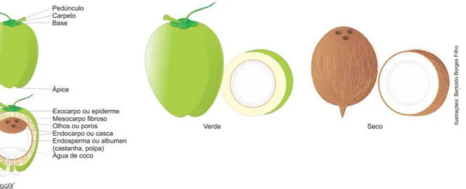 Figura 4: Estrutura morfológica do coco verde e do coco seco. 