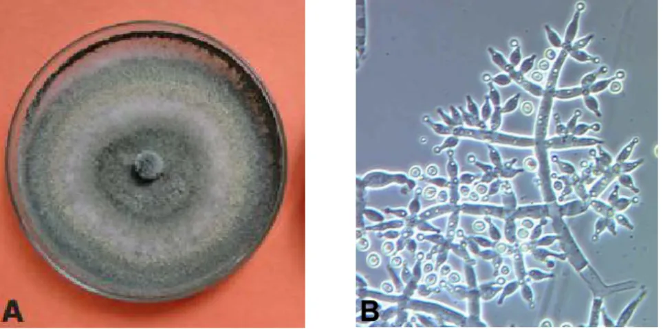 Figura 6- Trichoderma harzianum. A- Colônica cultivada em placa de petri; B- Organismo em microscopia eletrônica (MACHADO, 2012).
