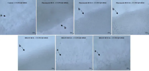 Figure  4.  Demonstrative  effect  of  HELST  and  fluconazole  on  the  morphological  transition  of  Candida  tropicalis