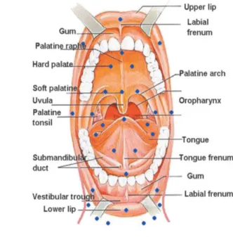 Figure 1 - LLLT intervention points (KUHN et al., 2008) Radiotherapy