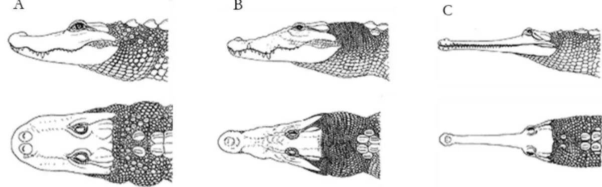 Figura 1. Representação da cabeça de animais das famílias: A) Alligatoridae; B) Crocodylidae; C)  Gavialidae 