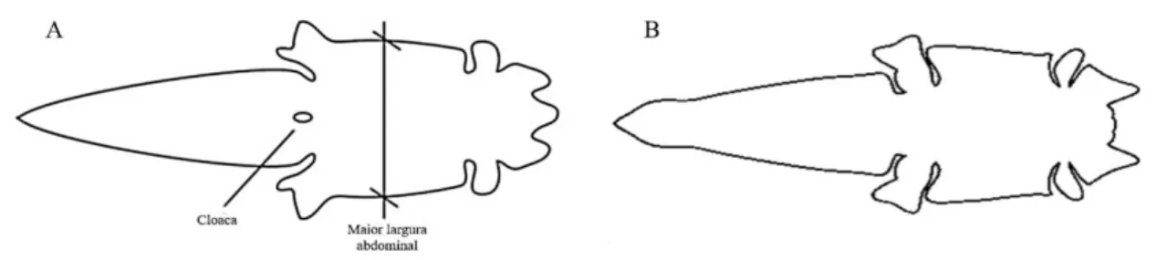 Figura 2. Representação dos cortes: A)  Belly , com apresentação da parte mais larga do animal; B)  Horn  back.