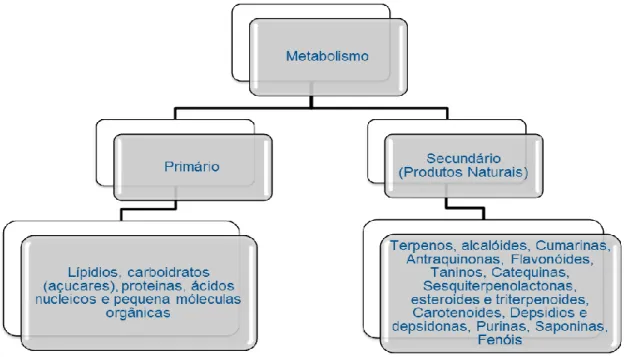 Figura 5- Classificação dos metabólitos: primários e secundários.