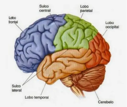 Figura 1. Regiões cerebrais - Visão geral. 