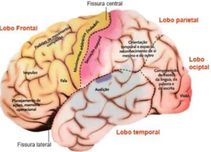 Figura 2. Lobos cerebrais – Visão detalhada  