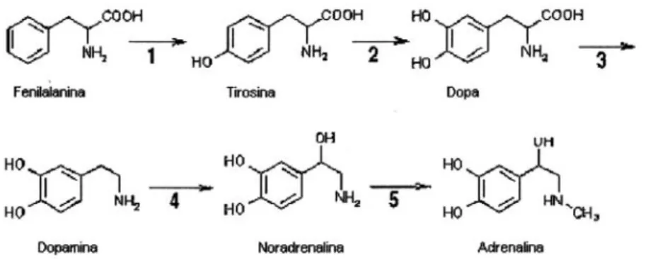 FIGURA 1 - Biossíntese das catecolaminas.