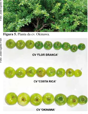 Figura 5. Planta da cv. Okinawa.