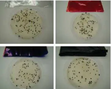 Figura 1.  A: sacolas plásticas utilizadas no experimento. 