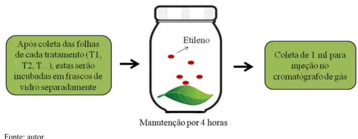 Figura 8. Esquema para quantificação de etileno em cromatografia de gás.