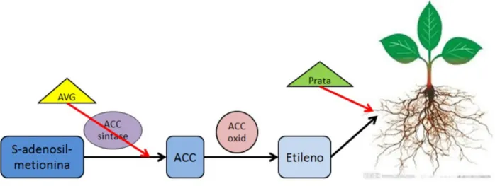 Figura 10. Esquema ilustrativo do experimento de Ali et al., 2012.