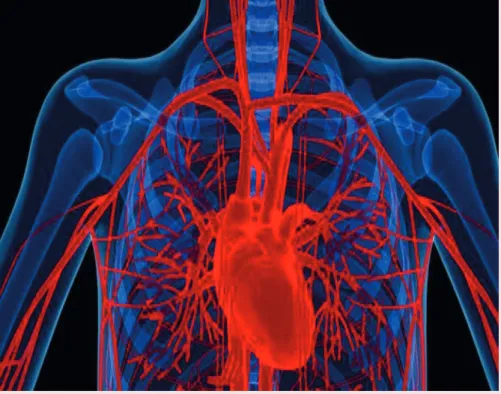 Figura 5 – O coração e a artérias que partem dele
