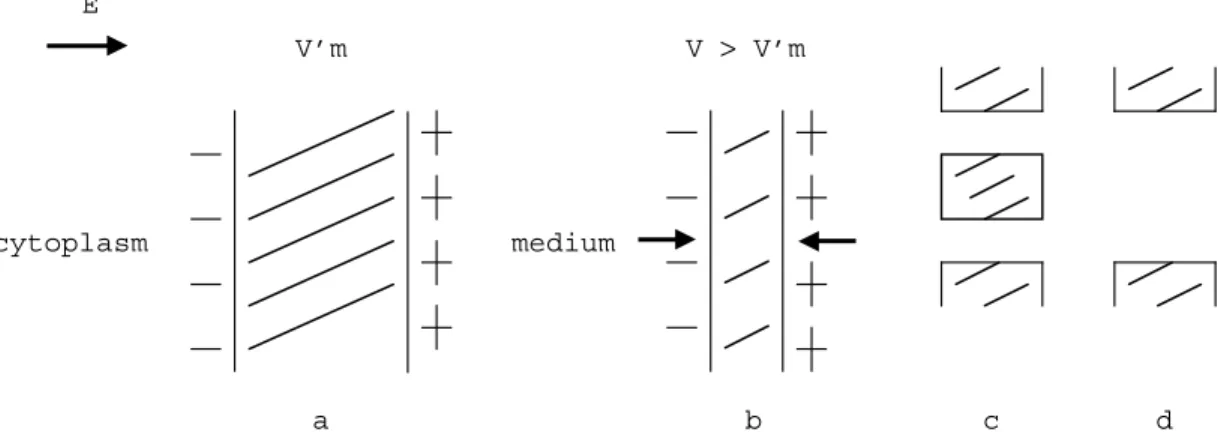 Figure 6.1. Schematic diagram of dielectric breakdown of cell membrane (according to Zimmermann, 1986).