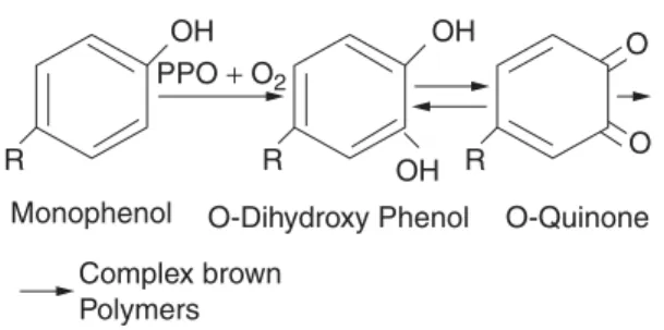 Figure 9.3. Enzymatic browning reaction.