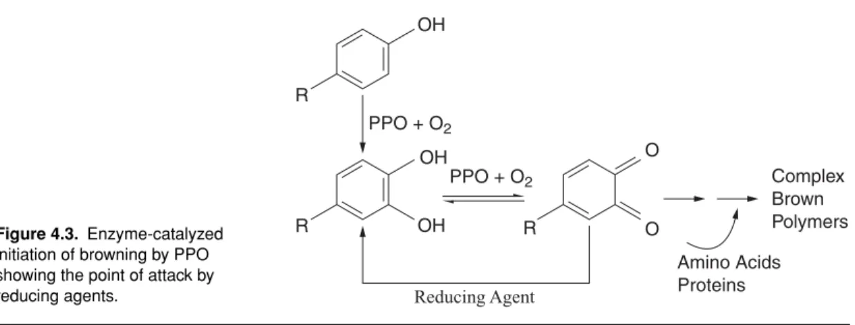 Figure 4.3. Enzyme-catalyzed initiation of browning by PPO showing the point of attack by reducing agents.