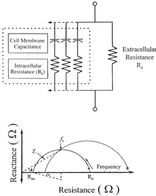 FIG. 3. A: electrical circuit used to describe resistance and capaci- capaci-tance of the whole body