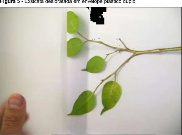 Figura 5 - Exsicata desidratada em envelope plástico duplo 