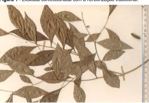 Figura 1 - Exsicata confeccionada com a herborização tradicional. 