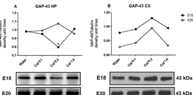 Fig. 3. Immunoblotting analysis of GAP-43 in the hippocampus (A) at E18 (black square) and E20 (white circle), and in the whole cortex (B) at E18 (black square) and E20 (white circle) from fetuses exposed to water or caffeine