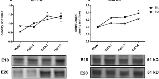 Fig. 2. Immunoblotting analysis of Shh in the hippocampus (A) at E18 (black square) and E20 (white circle), and in the whole cortex (B) at E18 (black square) and E20 (white circle) from fetuses exposed to water or caffeine