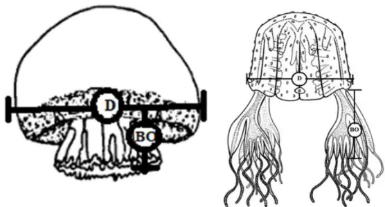 Figura 2- Desenho esquemático das medições de diâmetro e braço oral das medusas estudadas