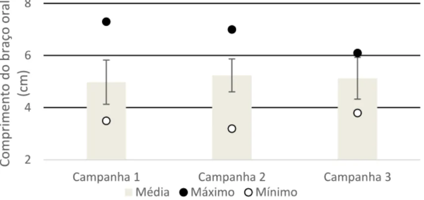 Figura  6-  Valores  máximos,  mínimos  e  médios  dos  braços  orais  dos  indivíduos  da  espécie  Chiropsalmus  quadrumanus, provenientes da pesca de arrasto de camarão na plataforma continental brasileira