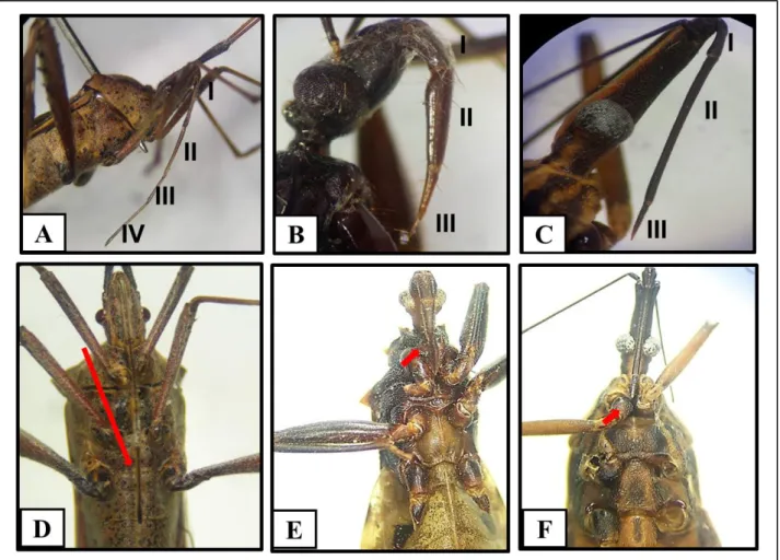 Figura 2. Diferenças morfológicas e posição do aparelho bucal de Heteroptera.