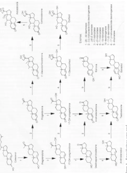 Figura 1 - Esteroidogênese supra-renal