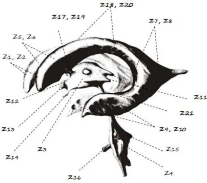Fig. 13: Local onde são traçados os limites fiats para regiões do sistema ventricular cerebral.