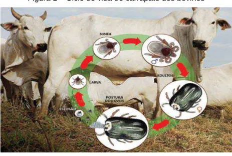 Figura 1 – Ciclo de vida do carrapato dos bovinos 