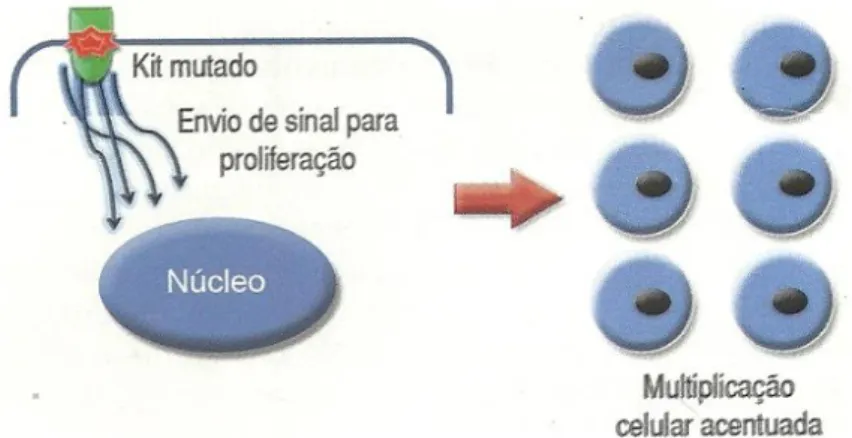 Figura  2  –  Ilustração  esquemática  demonstrando  o  receptor  de  tirosina-quinase  (KIT)  mutado  enviando  sinais  de  proliferação  celular  constante,  mesmo  na  ausência  de  fatores  de  proliferação  (SCF) levando a multiplicação descontrolada,