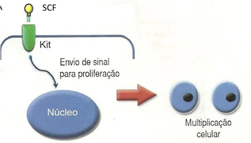 Figura  1  – Ilustração esquemática demonstrando o receptor de tirosina-quinase recebendo fator de  proliferação externo durante o processo fisiológico de proliferação.