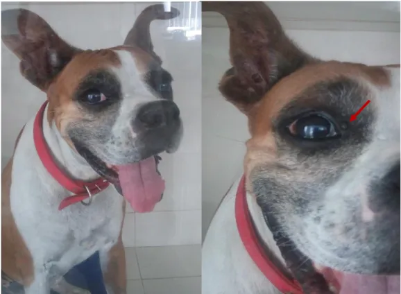 Figura  3  –  Fotografia  de  canina,  Boxer,  3  anos  com  mastocitoma  circunscrito  de  1  cm  na  região  periorbital direita.