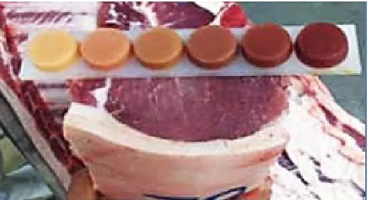 Figura 1 - Comparação da coloração da carne de abatedouro com o padrão japonês 
