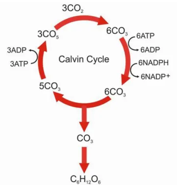 Figure 5 - Carbon fixation cycle (Calvin Cycle). 