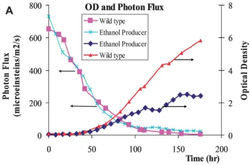 Figure 7 - Comparison of biomass development of WT vs GMO Synechocystis sp. PCC6803. 