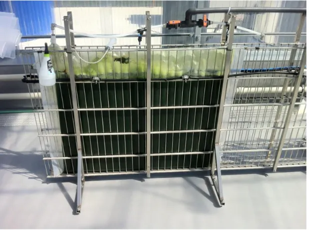 Figure 10 - Greenwall photobiorreactor 