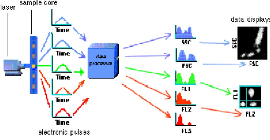 Figure 12- Scattered and emitted light signals are converted to electronic pulses that can be processed by computer
