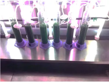 Figure 18 - Airlift set up with different nutritive media.