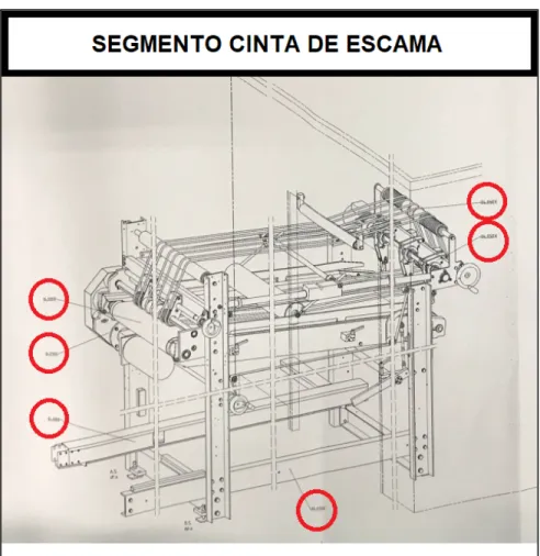 Figura 5: Segmento Cinta de Escama